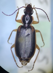 Cymindis limbata