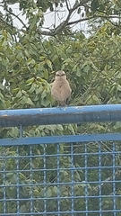 Mimus saturninus