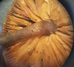 Macrocystidia cucumis