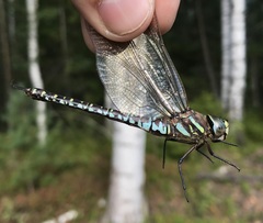 Aeshna subarctica