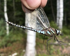Aeshna subarctica