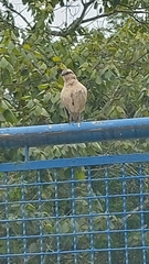 Mimus saturninus