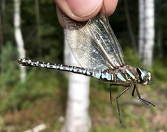 Aeshna subarctica