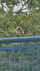 Mimus saturninus