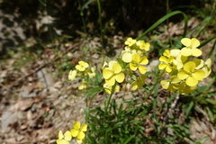 Erysimum duriaei gorbeanum