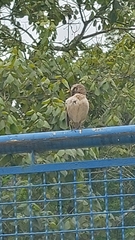 Mimus saturninus
