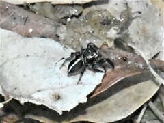 Evarcha