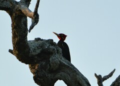 Campephilus leucopogon