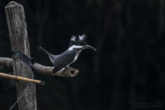 Megaceryle lugubris guttulata