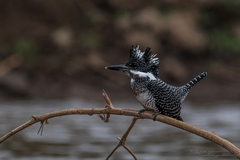 Megaceryle lugubris guttulata