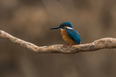 Alcedo atthis bengalensis