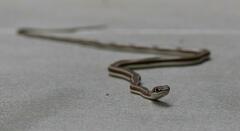 Psammophis subtaeniatus