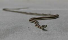 Psammophis subtaeniatus