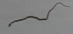 Psammophis subtaeniatus