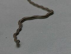 Psammophis subtaeniatus