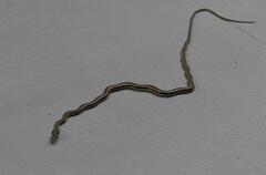 Psammophis subtaeniatus