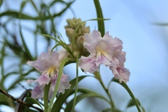 Chilopsis linearis arcuata