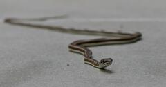Psammophis subtaeniatus