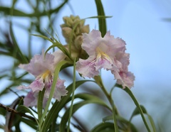 Chilopsis linearis arcuata