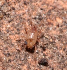 Parasitidae