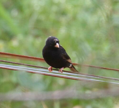 Purple Indigobird (Vidua purpurascens), photo 8