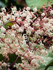 Sterculia monosperma