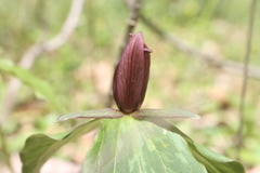 Trillium sessile