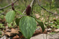 Trillium sessile
