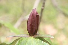 Trillium sessile