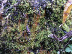 Dicranella schreberiana
