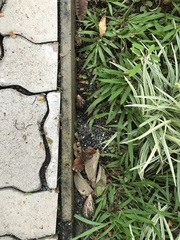 Lissachatina fulica