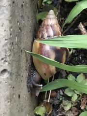 Lissachatina fulica