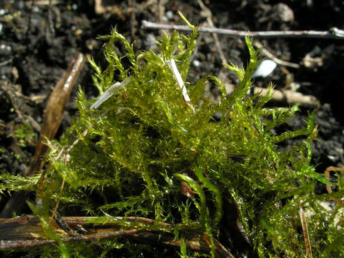 Drepanocladus polygamus