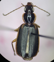 Cymindis limbata