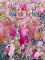 Parrotia