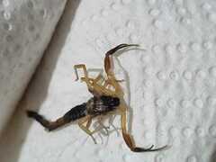 Centruroides fulvipes