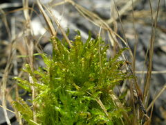 Warnstorfia fluitans