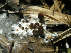 Pseudombrophila guldeniae