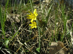 Gagea fragifera