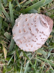 Chlorophyllum molybdites image