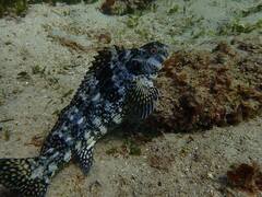 Aplodactylus lophodon
