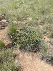 Euphorbia pulvinata