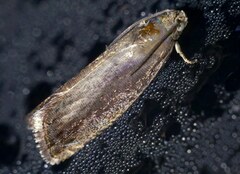 Grapholita tenebrosana