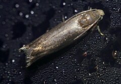 Grapholita tenebrosana