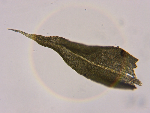 Claopodium rostratum