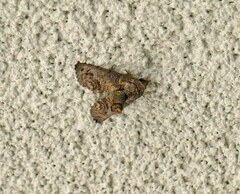 Paectes abrostoloides