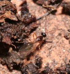 Trichopria drosophilae