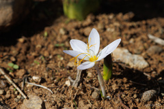 Crocus laevigatus
