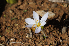 Crocus laevigatus