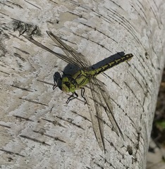 Ophiogomphus cecilia